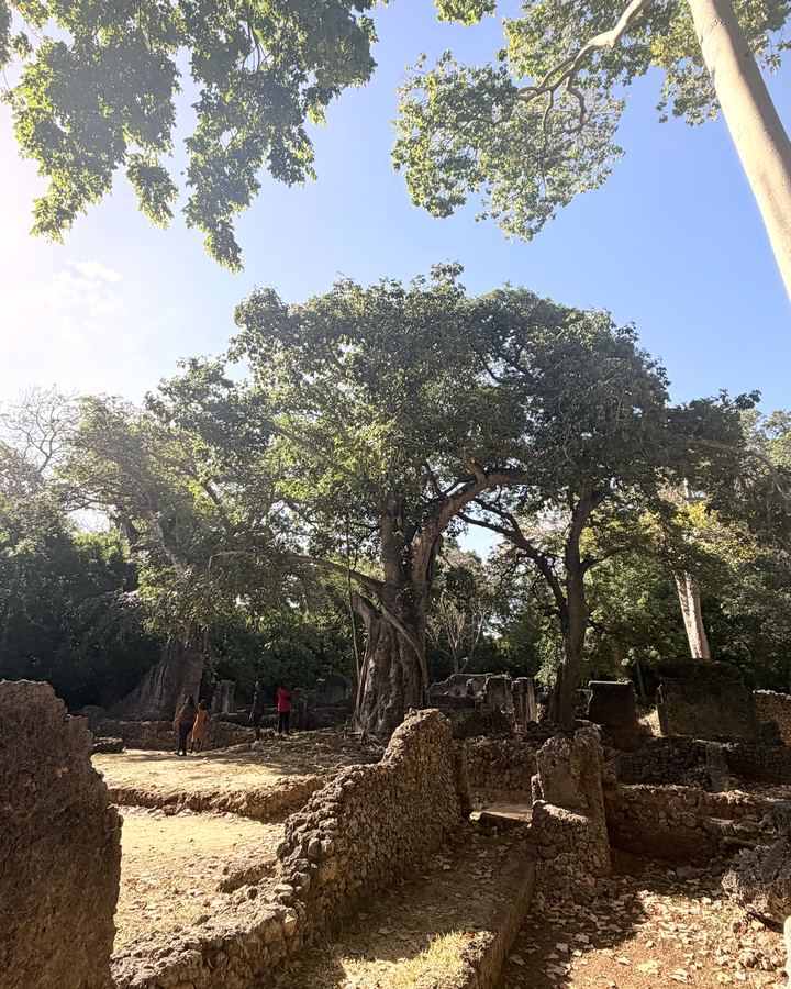 Rovine di pietra corallina fra i baobab della foresta di Gede