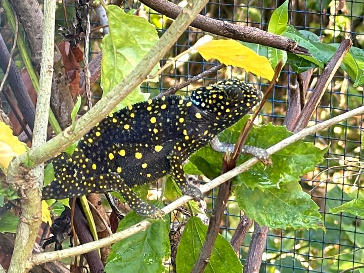 Camaleonte nero e giallo su un ramo al Bio-Ken di Watamu