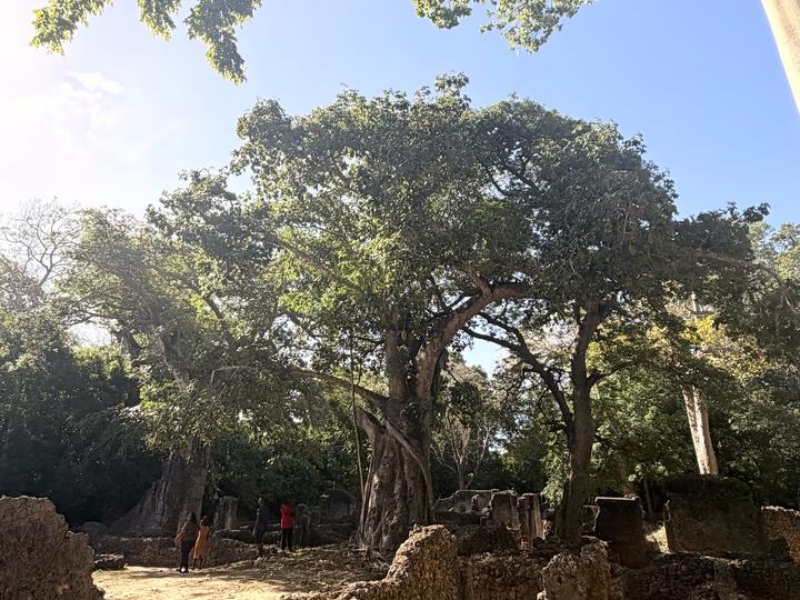 Rovine di pietra corallina fra i baobab della foresta di Gede