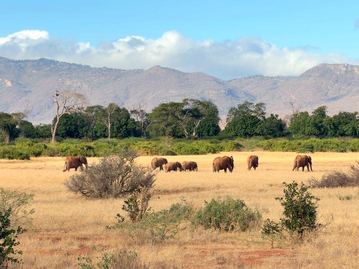 Branco di elefanti nell'erba gialla con le colline sullo sfondo