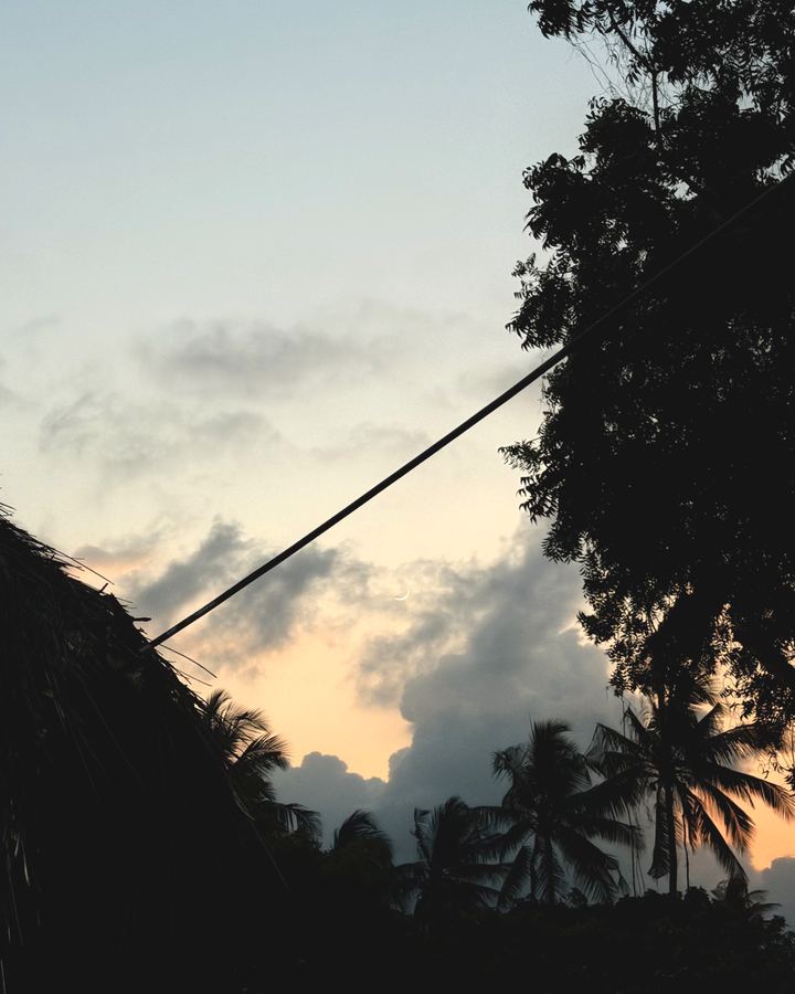 Palme in controluce e la luna sottile dopo il tramonto